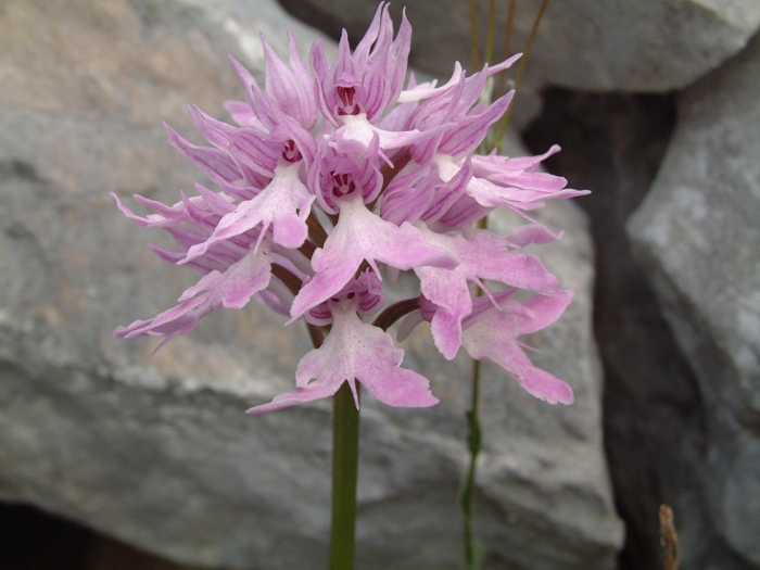 Orchis italica